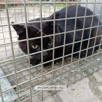 Foto 1/1 Batman Chat perdido en Pavillons sous bois