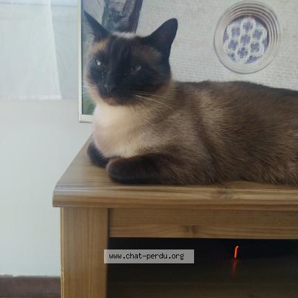 Foto 1/1 Sunny Chat perdido en Plougastel daoulas