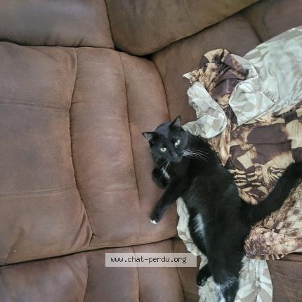 Foto 1/1 Mamzell Chat perdido en Glen robertson