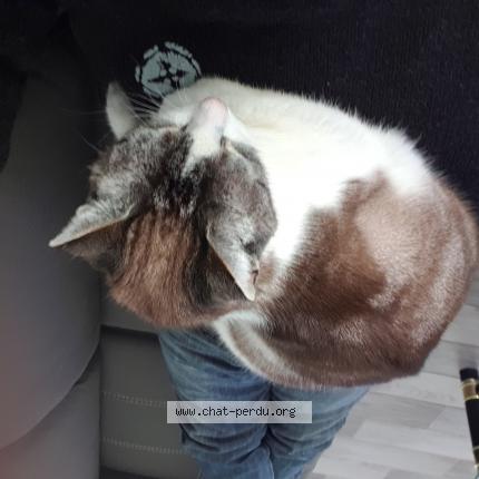 Foto 1/1 Spyke Chat perdido en Saint ciers sur gironde