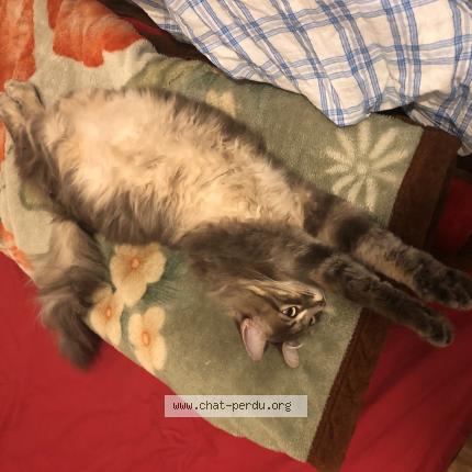 Foto 1/1 Minou Chat perdido en Reims