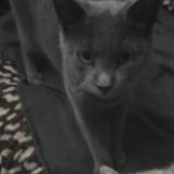 Foto del gato perdido en Soulac Sur Mer