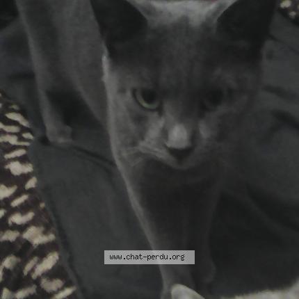 Foto 1/1 Oyat Chat perdido en Soulac sur mer