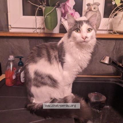 Foto 1/1 Figaro Chat perdido en Walbourg