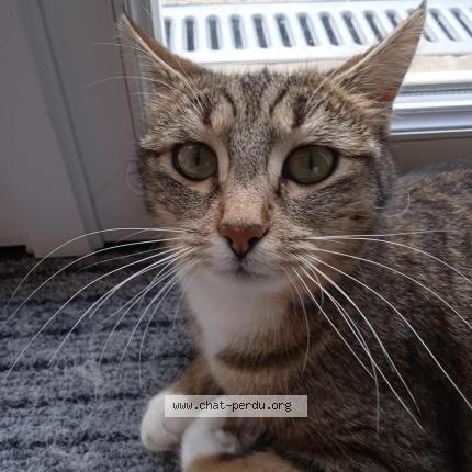 Foto 1/1 FELINE Chat perdido en Aytre