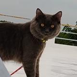 Foto del gato perdido en Hyderabad