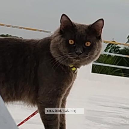 Foto 1/1 Cici Chat perdido en Hyderabad