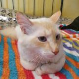 Foto del gato perdido en Saint Julien Le Montagnier