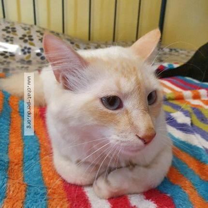 Foto 1/1 Milky Chat perdido en Saint julien le montagnier