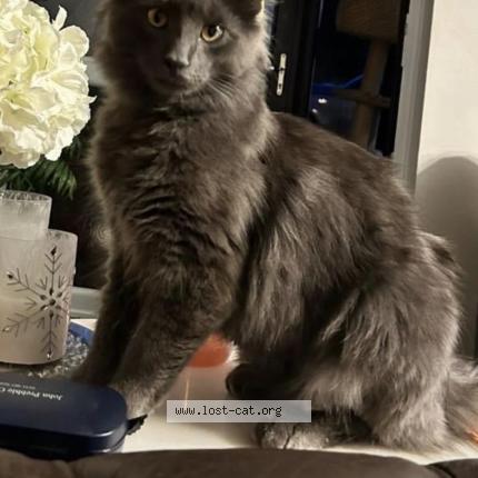 Foto 1/1 Barny Chat perdido en Liverpool