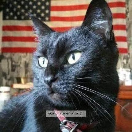 Foto 1/2 Dory Chat perdido en Saint pierre montlimart