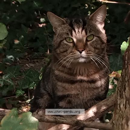 Foto 1/3 Gato encontrado Encontrado en Gap