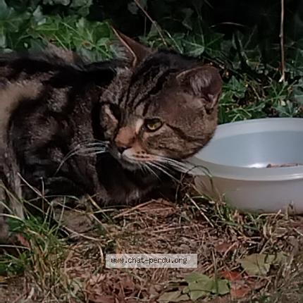 Foto 2/3 Gato encontrado Encontrado en Gap