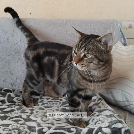 Foto 3/3 Gato encontrado Encontrado en Gap