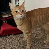 Foto del gato perdido en Bruxelles