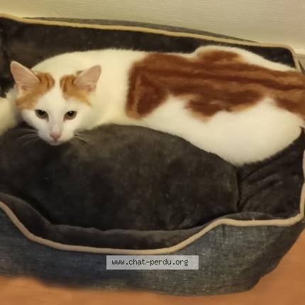 Foto 1/1 MILKY Chat perdido en Dax