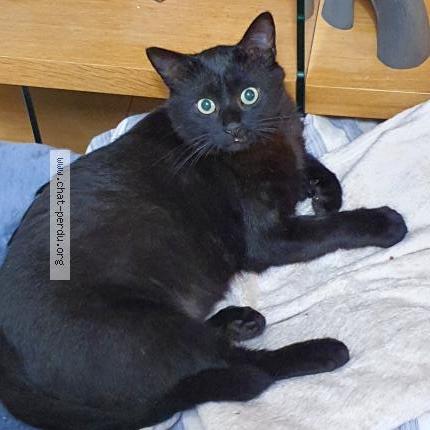 Foto 1/1 Gato encontrado Perdido en Nantes