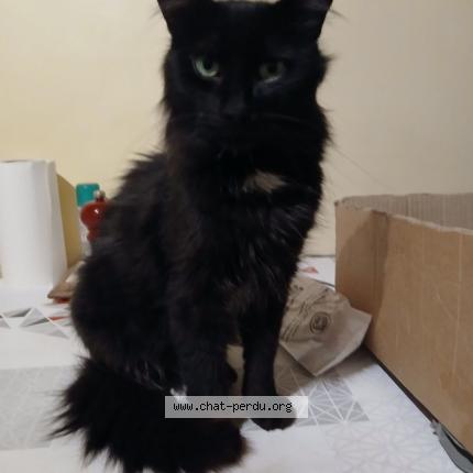 Foto 1/1 Gato encontrado Perdido en Neffes