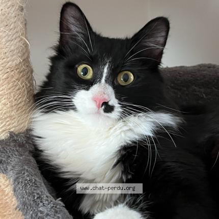 Foto 1/1 Artemis Chat perdido en Saint ave