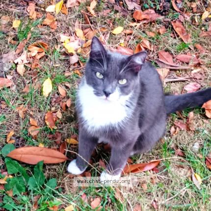 Foto 1/1 Guyzmo Chat perdido en Maurepas