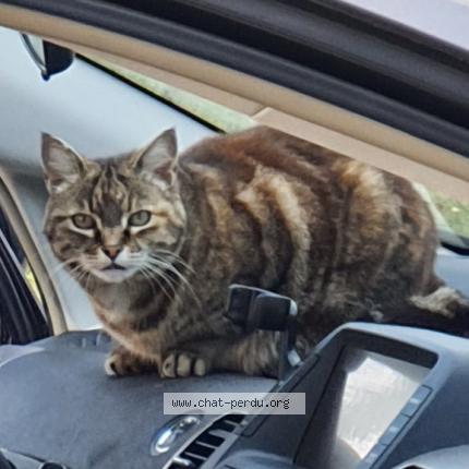 Foto 1/1 Mimine Chat perdido en Saint martin de seignanx