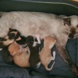 Foto del gato perdido en Brezins