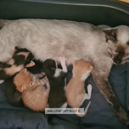 Foto 1/1 NINA PATAPOUF Chat perdido en Brezins