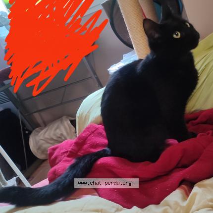 Foto 1/1 Bebel Chat perdido en Le thillay