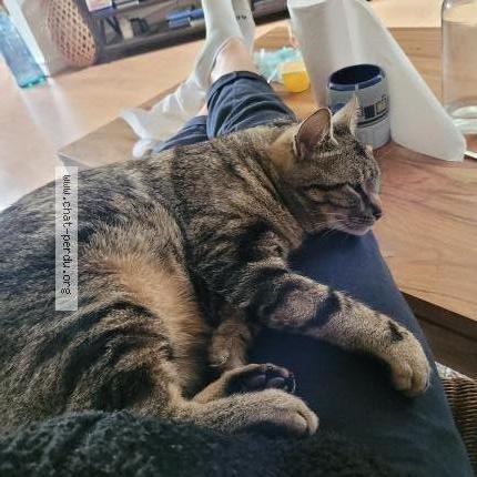 Foto 1/1 Sven Chat perdido en Gouesnou