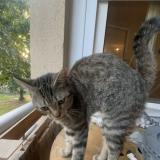 Foto del gato perdido en Lescar