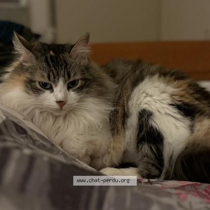Foto 1/1 Lilou Chat perdido en Pamiers