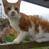Foto del gato perdido en Perouges