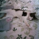 Foto del gato perdido en Marle