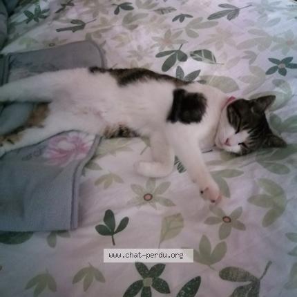 Foto 1/1 Frimousette Chat perdido en Marle