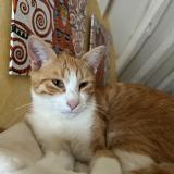 Foto del gato perdido en Boulages