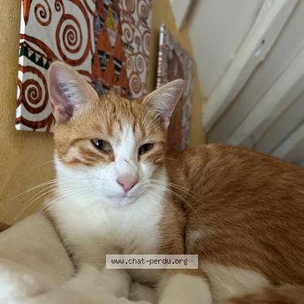 Foto 1/1 Chatounet Chat perdido en Boulages