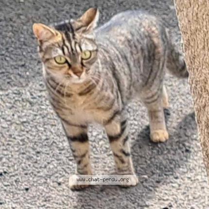 Foto 1/1 Mayka Chat perdido en Dannes