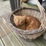 Foto del gato perdido en Vitry Sur Loire