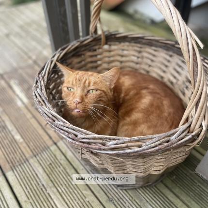 Foto 1/1 Moumoune Chat perdido en Vitry sur loire