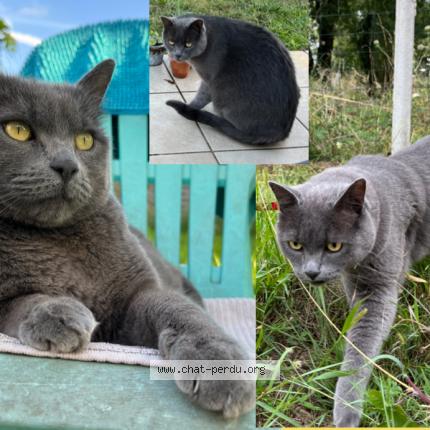 Foto 1/1 Didi Chat perdido en Olonne sur mer les sables