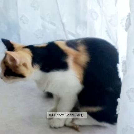 Foto 1/1 Bibicha Chat perdido en Creil