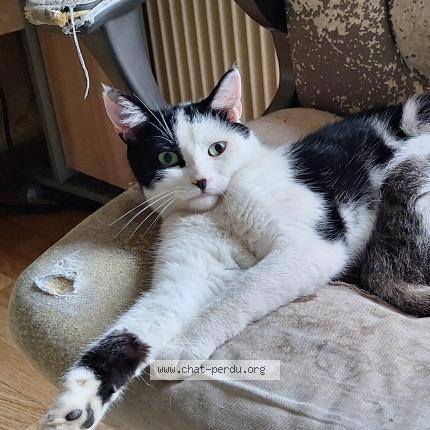 Foto 1/1 Lou Garou Chat perdido en Bolandoz