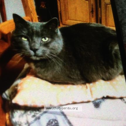Foto 1/1 Pacha Chat perdido en Bais