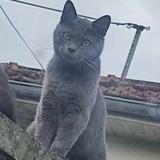 Foto del gato perdido en Congy