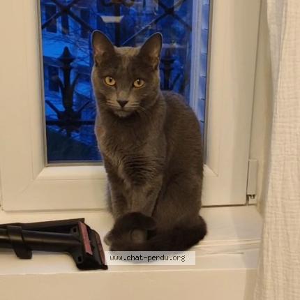 Foto 1/1 Ticha Chat perdido en Champs sur marne