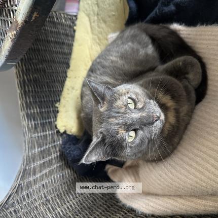 Foto 1/1 Youmi Chat perdido en Salon de provence