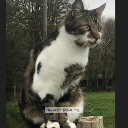 Foto 1/1 Rocket Chat perdido en Boulleville