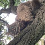 Foto del gato perdido en Chamalieres