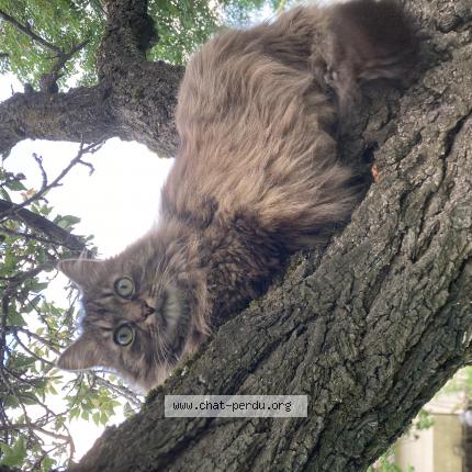 Foto 1/1 JOJO Chat perdido en Chamalieres