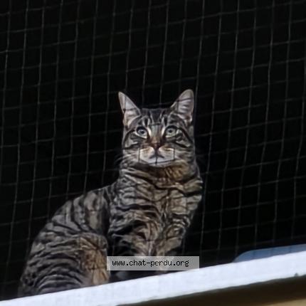 Foto 1/1 Zakyel Chat perdido en Geneve